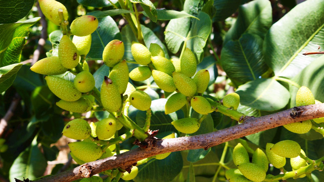 SINES - irrigation solaire pistache espagne