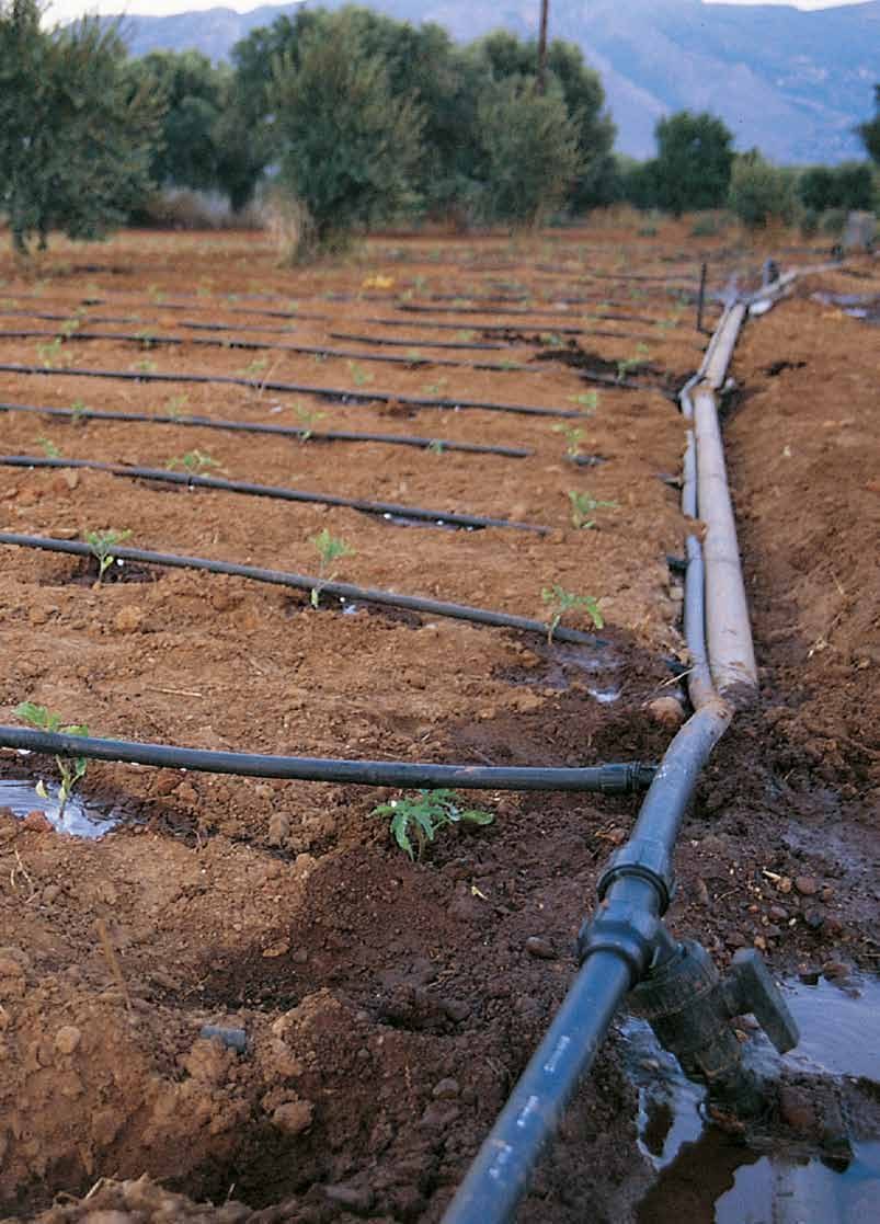 Lignes de goutte-&agrave;-goutte dans un champ - irrigation goutte-&agrave;-goutte solaire