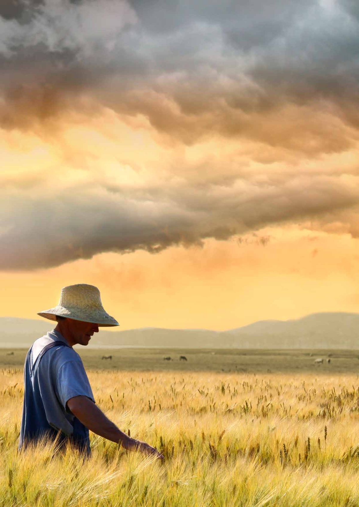 Agriculteur dans son champ au coucher du soleil - dimensionner une pompe solaire